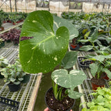 Monstera 'Thai Constellation'