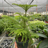 Norfolk 'Island Pine'