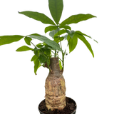 Money Tree 'Guiana Chestnut' Pachira Stump