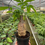 Money Tree 'Guiana Chestnut' Pachira Stump