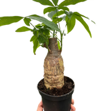 Money Tree 'Guiana Chestnut' Pachira Stump