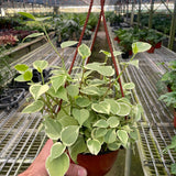 Peperomia 'Cupid'