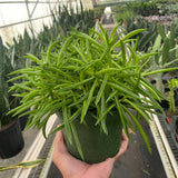 Peperomia 'Green Bean'