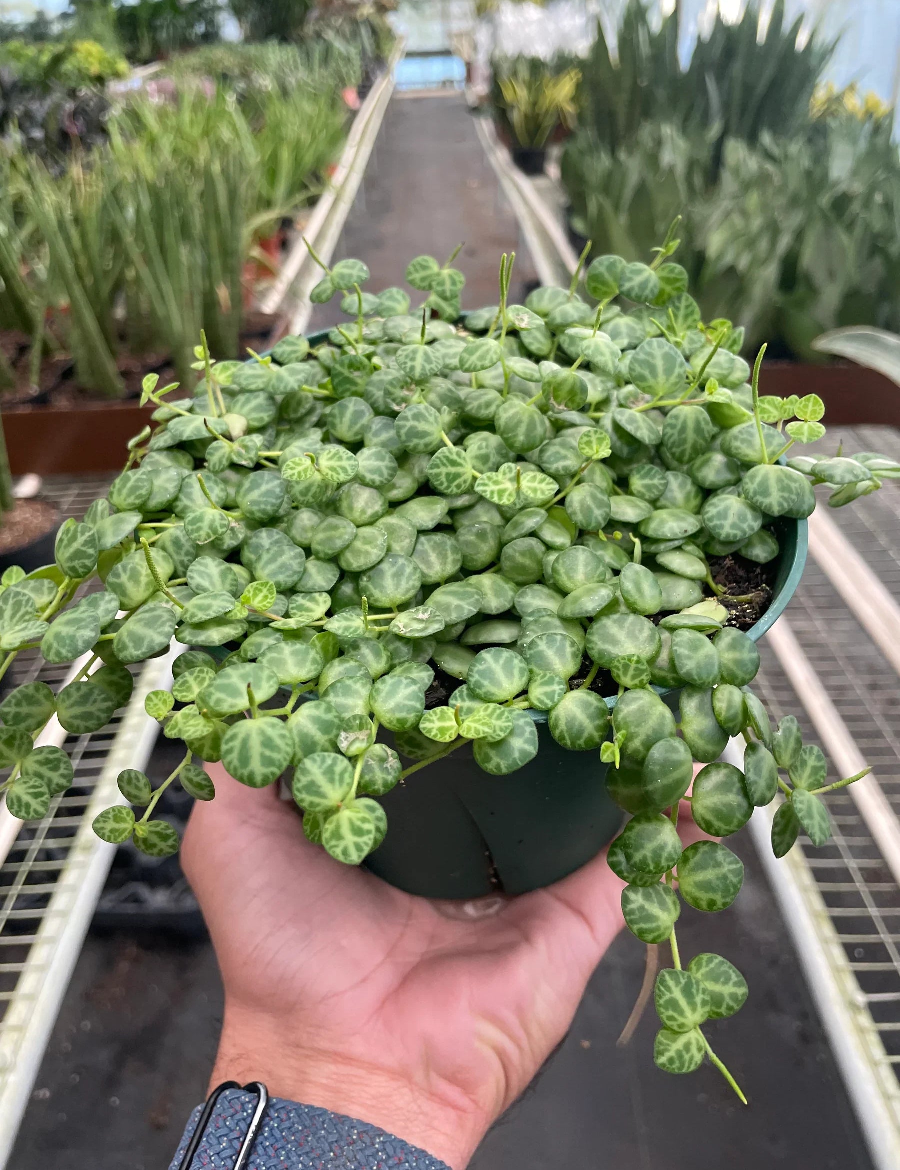 Peperomia Prostrata 'String of Turtles'