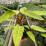 Philodendron 'Painted Lady'