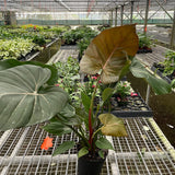 Philodendron 'Summer Glory'