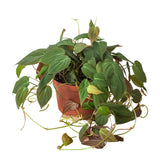Philodendron 'Velvet' Mican
