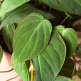 Philodendron 'Velvet' Mican