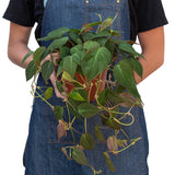 Philodendron 'Velvet' Mican