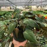 Philodendron 'Velvet' Mican