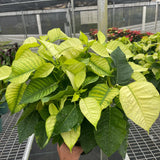 Poinsettia 'White'