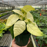 Poinsettia 'White'