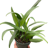 Pothos 'Silver Streak'