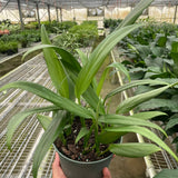 Pothos 'Silver Streak'