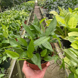 Pothos Skeleton Key