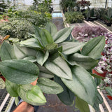 Scindapsus 'Moonlight' - 4" Pot