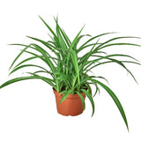 Spider Plant 'Green'