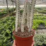 Euphorbia 'Dragon Bone'