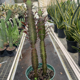Euphorbia 'Trigona Rubra'