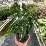 Syngonium wendlandii 'Black Velvet'