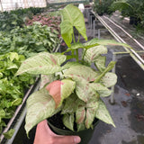Syngonium 'Confetti'