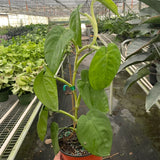 Syngonium 'Ice Frost'