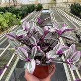 Tradescantia 'Nanouk'