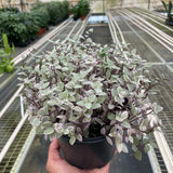 Tradescantia Callisia 'Pink Panther'