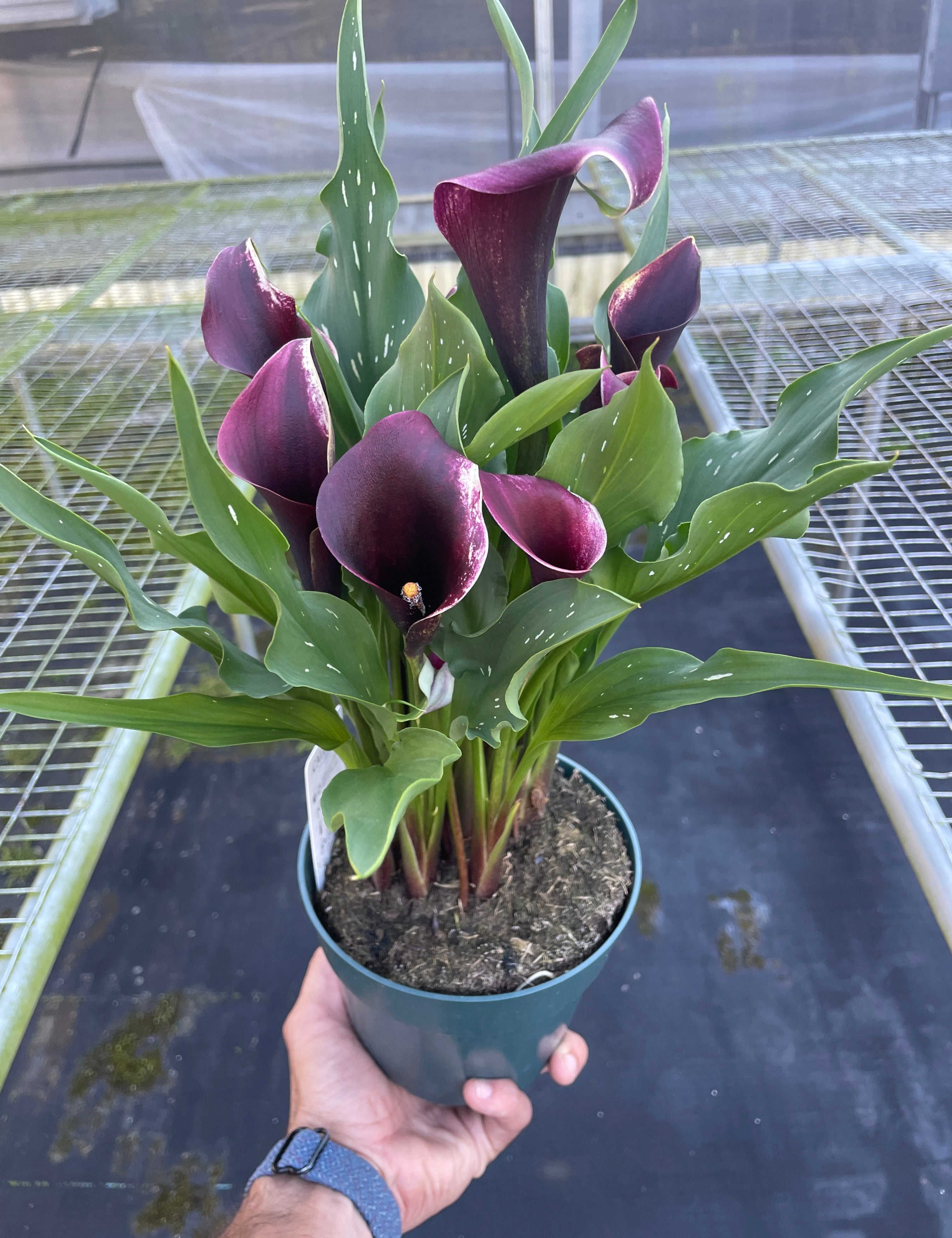 Calla Lily