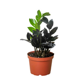 ZZ Zamioculcas 'Raven’