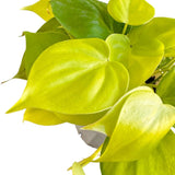 4" Philodendron Cordatum Neon (Philodendron hederaceum 'Neon')