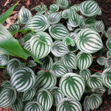 4" Watermelon Peperomia (Peperomia argyreia)