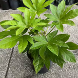 5 Gallon Fatsia Japonica (Japanese Aralia)