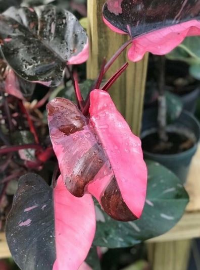 8" Philodendron Pink Princess (Philodendron erubescens 'Pink Princess')