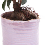 Channa Japanese Planter - 2 Colors