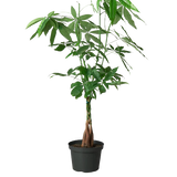 Money Tree 'Guiana Chestnut' Pachira Braid