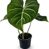 10" Philodendron Gloriosum