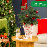 6" Norfolk Island Pine (Araucaria heterophylla)