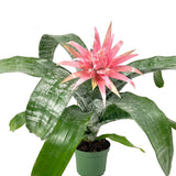 6" Silver Vase Bromeliad