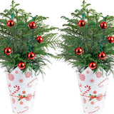 6" Norfolk Island Pine (Araucaria heterophylla)