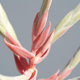 Tillandsia Streptophylla
