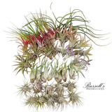 Air Plant Assortment