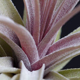 Tillandsia Aeranthos Stricta