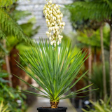 10" Yucca Cane