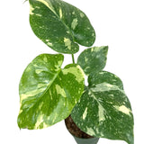 4" Monstera Deli Thai Constellation