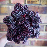 2" Peperomia Red Luna