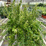 6" Curly Lipstick Plant