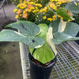 Monstera 'Thai Constellation'
