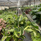 6" Philodendron 'Silver Stripe'