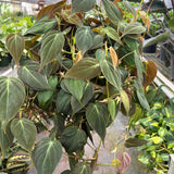 Philodendron 'Velvet' Mican
